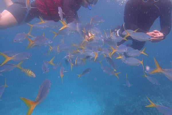 🌤️帛琉行🇵🇼🕶🏖_180715_0447 🌤️帛琉行🇵🇼🕶🏖_180715_0447