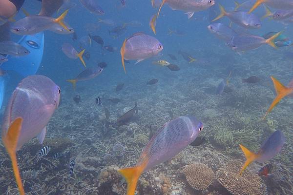 🌤️帛琉行🇵🇼🕶🏖_180715_0440 🌤️帛琉行🇵🇼🕶🏖_180715_0440