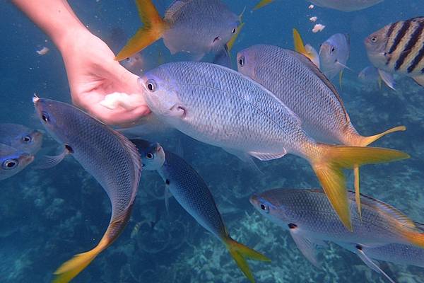 🌤️帛琉行🇵🇼🕶🏖_180715_0450 🌤️帛琉行🇵🇼🕶🏖_180715_0450