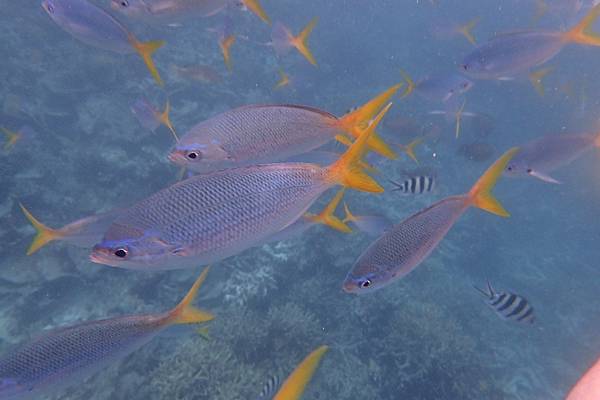 🌤️帛琉行🇵🇼🕶🏖_180715_0449 🌤️帛琉行🇵🇼🕶🏖_180715_0449