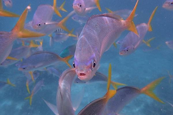 🌤️帛琉行🇵🇼🕶🏖_180715_0454 🌤️帛琉行🇵🇼🕶🏖_180715_0454