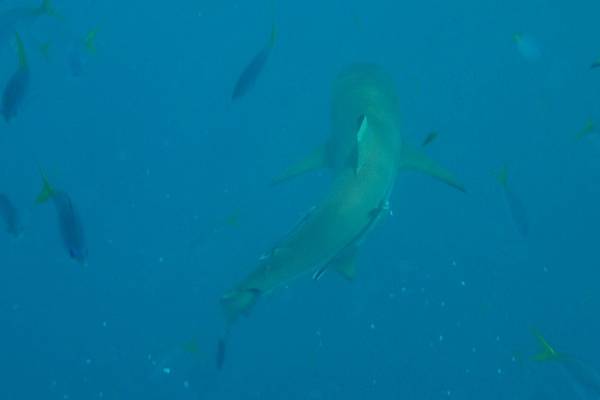 🌤️帛琉行🇵🇼🕶🏖_180724_0483 🌤️帛琉行🇵🇼🕶🏖_180724_0483