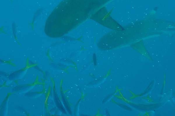 🌤️帛琉行🇵🇼🕶🏖_180724_0482 🌤️帛琉行🇵🇼🕶🏖_180724_0482