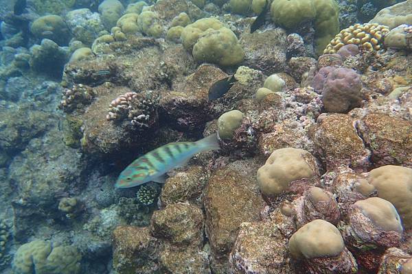 🌤️帛琉行🇵🇼🕶🏖_180724_0374 🌤️帛琉行🇵🇼🕶🏖_180724_0374