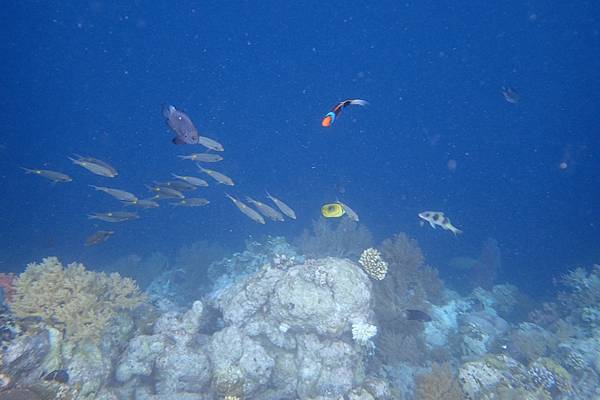 🌤️帛琉行🇵🇼🕶🏖_180724_0362 🌤️帛琉行🇵🇼🕶🏖_180724_0362