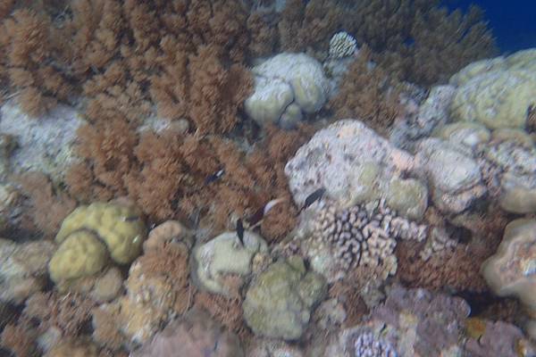 🌤️帛琉行🇵🇼🕶🏖_180724_0381 🌤️帛琉行🇵🇼🕶🏖_180724_0381