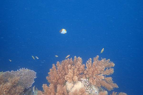 🌤️帛琉行🇵🇼🕶🏖_180724_0132 🌤️帛琉行🇵🇼🕶🏖_180724_0132