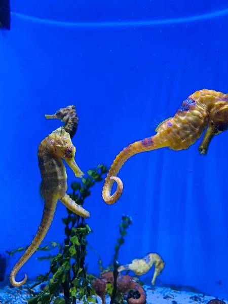 <遊記-日本沖繩>2019.09.13 沖繩自遊行DAY3. <遊記-日本沖繩>2019.09.13 沖繩自遊行DAY3.