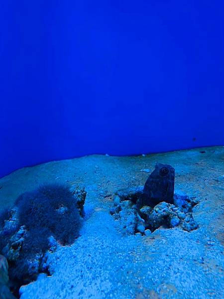 <遊記-日本沖繩>2019.09.13 沖繩自遊行DAY3. <遊記-日本沖繩>2019.09.13 沖繩自遊行DAY3.