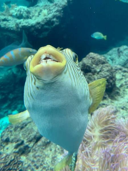 <遊記-日本沖繩>2019.09.13 沖繩自遊行DAY3. <遊記-日本沖繩>2019.09.13 沖繩自遊行DAY3.