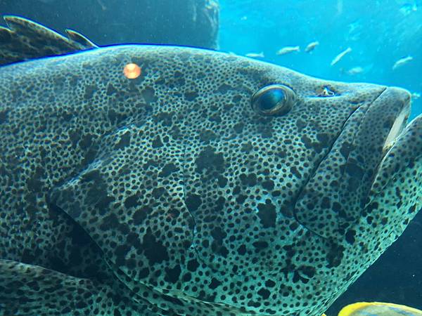 <遊記-日本沖繩>2019.09.13 沖繩自遊行DAY3. <遊記-日本沖繩>2019.09.13 沖繩自遊行DAY3.