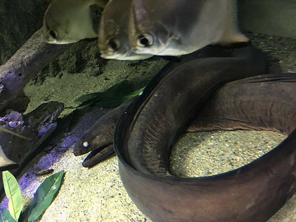 <遊記-日本沖繩>2019.09.13 沖繩自遊行DAY3. <遊記-日本沖繩>2019.09.13 沖繩自遊行DAY3.