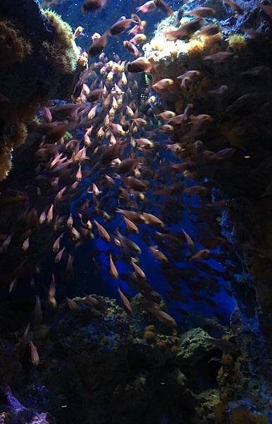 <遊記-日本沖繩>2019.09.13 沖繩自遊行DAY3. <遊記-日本沖繩>2019.09.13 沖繩自遊行DAY3.