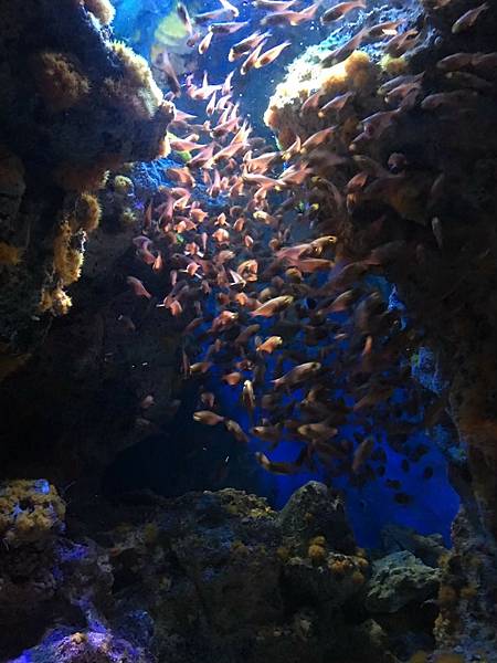 <遊記-日本沖繩>2019.09.13 沖繩自遊行DAY3. <遊記-日本沖繩>2019.09.13 沖繩自遊行DAY3.