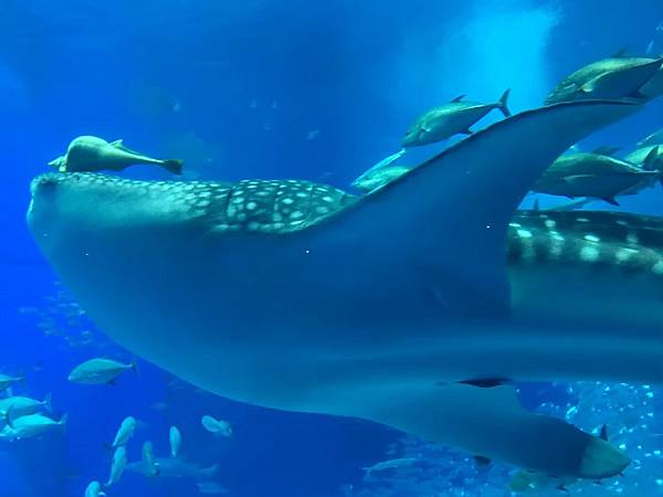 <遊記-日本沖繩>2019.09.13 沖繩自遊行DAY3. <遊記-日本沖繩>2019.09.13 沖繩自遊行DAY3.