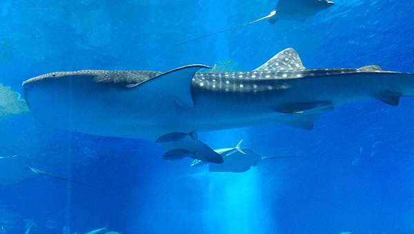 <遊記-日本沖繩>2019.09.13 沖繩自遊行DAY3. <遊記-日本沖繩>2019.09.13 沖繩自遊行DAY3.