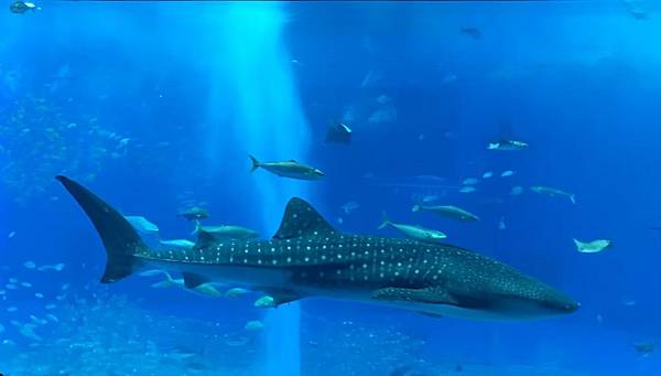 <遊記-日本沖繩>2019.09.13 沖繩自遊行DAY3. <遊記-日本沖繩>2019.09.13 沖繩自遊行DAY3.