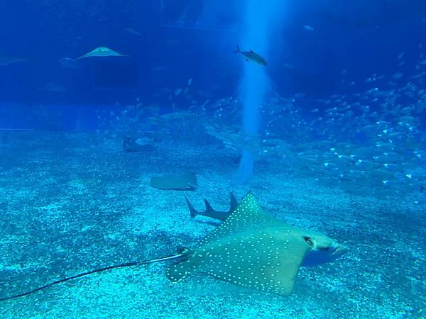 <遊記-日本沖繩>2019.09.13 沖繩自遊行DAY3.