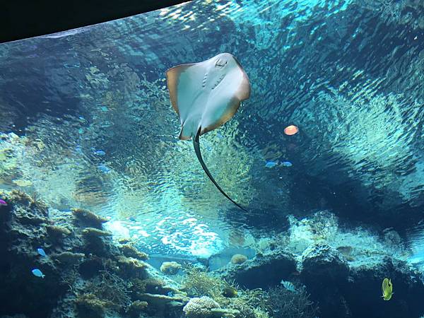 <遊記-日本沖繩>2019.09.13 沖繩自遊行DAY3. <遊記-日本沖繩>2019.09.13 沖繩自遊行DAY3.