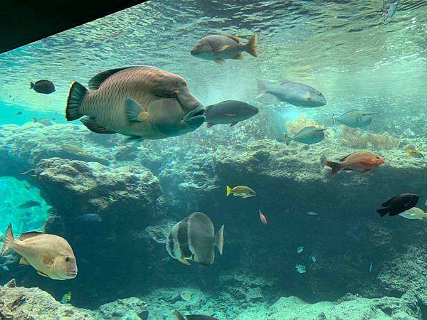 <遊記-日本沖繩>2019.09.13 沖繩自遊行DAY3. <遊記-日本沖繩>2019.09.13 沖繩自遊行DAY3.