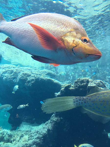 <遊記-日本沖繩>2019.09.13 沖繩自遊行DAY3. <遊記-日本沖繩>2019.09.13 沖繩自遊行DAY3.