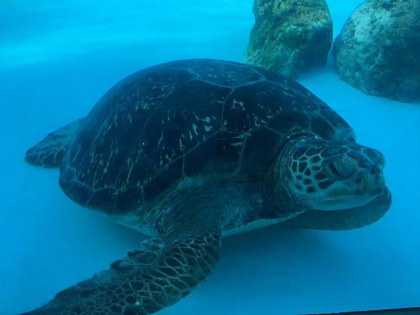 <遊記-日本沖繩>2019.09.13 沖繩自遊行DAY3. <遊記-日本沖繩>2019.09.13 沖繩自遊行DAY3.