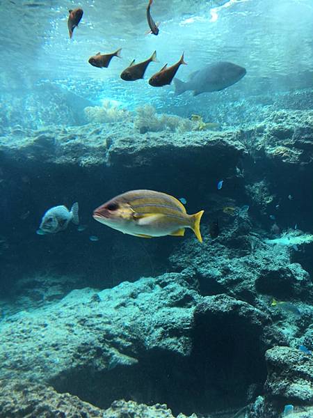 <遊記-日本沖繩>2019.09.13 沖繩自遊行DAY3. <遊記-日本沖繩>2019.09.13 沖繩自遊行DAY3.