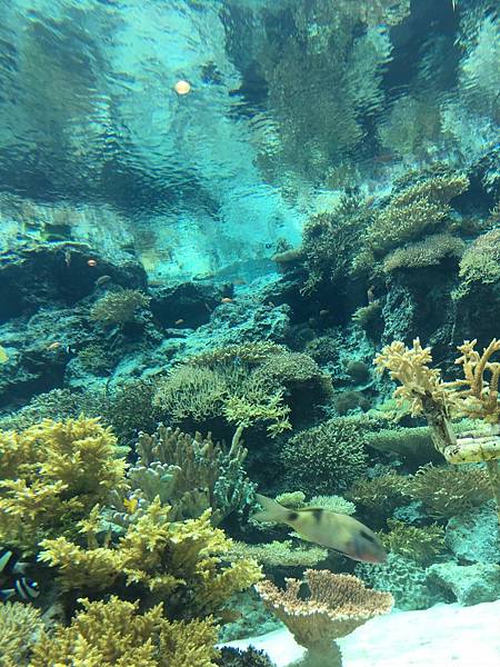 <遊記-日本沖繩>2019.09.13 沖繩自遊行DAY3. <遊記-日本沖繩>2019.09.13 沖繩自遊行DAY3.