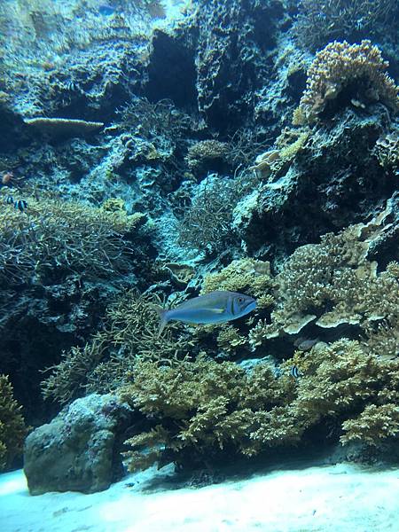 <遊記-日本沖繩>2019.09.13 沖繩自遊行DAY3. <遊記-日本沖繩>2019.09.13 沖繩自遊行DAY3.