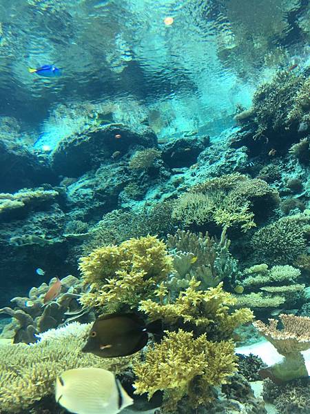 <遊記-日本沖繩>2019.09.13 沖繩自遊行DAY3. <遊記-日本沖繩>2019.09.13 沖繩自遊行DAY3.