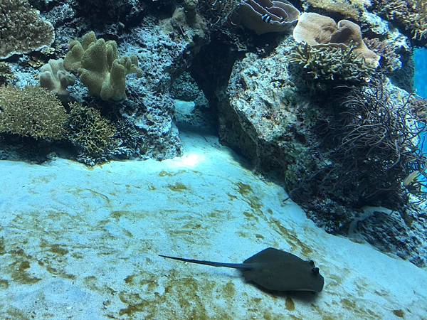 <遊記-日本沖繩>2019.09.13 沖繩自遊行DAY3. <遊記-日本沖繩>2019.09.13 沖繩自遊行DAY3.