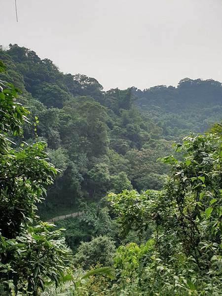 2. 大坑步道 (25) 2. 大坑步道 (25)