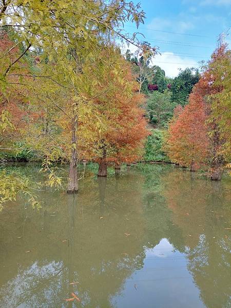<遊記-苗栗南庄>2022苗栗一日遊 三灣落雨松-南庄老街 <遊記-苗栗南庄>2022苗栗一日遊 三灣落雨松-南庄老街