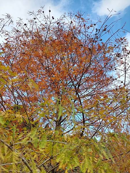 <遊記-苗栗南庄>2022苗栗一日遊 三灣落雨松-南庄老街 <遊記-苗栗南庄>2022苗栗一日遊 三灣落雨松-南庄老街