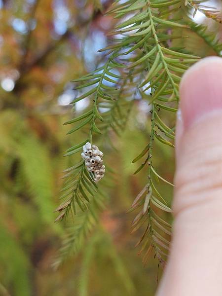 <遊記-苗栗南庄>2022苗栗一日遊 三灣落雨松-南庄老街 <遊記-苗栗南庄>2022苗栗一日遊 三灣落雨松-南庄老街