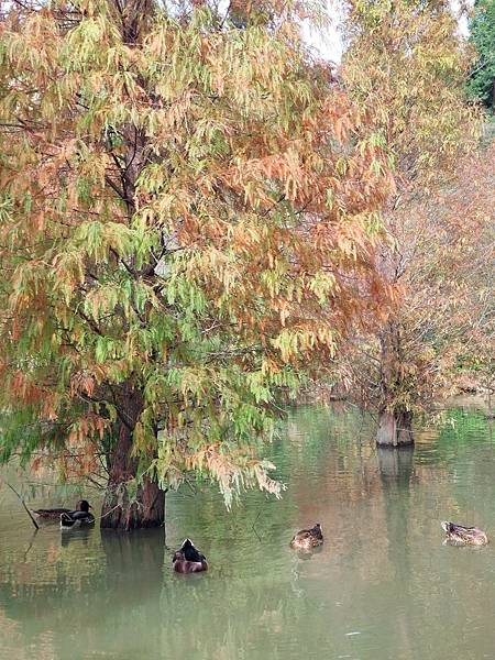 <遊記-苗栗南庄>2022苗栗一日遊 三灣落雨松-南庄老街 <遊記-苗栗南庄>2022苗栗一日遊 三灣落雨松-南庄老街