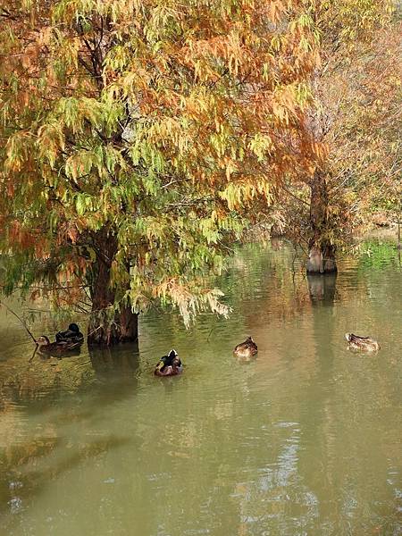 <遊記-苗栗南庄>2022苗栗一日遊 三灣落雨松-南庄老街 <遊記-苗栗南庄>2022苗栗一日遊 三灣落雨松-南庄老街