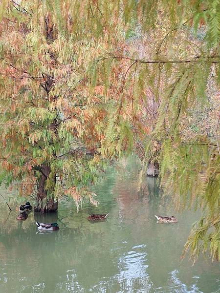 <遊記-苗栗南庄>2022苗栗一日遊 三灣落雨松-南庄老街 <遊記-苗栗南庄>2022苗栗一日遊 三灣落雨松-南庄老街