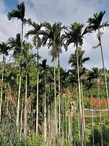 <遊記-苗栗南庄>2022苗栗一日遊 三灣落雨松-南庄老街 <遊記-苗栗南庄>2022苗栗一日遊 三灣落雨松-南庄老街