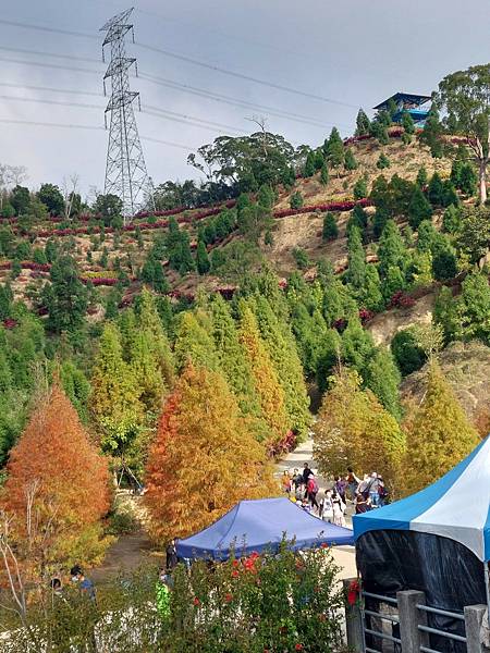 <遊記-苗栗南庄>2022苗栗一日遊 三灣落雨松-南庄老街 <遊記-苗栗南庄>2022苗栗一日遊 三灣落雨松-南庄老街