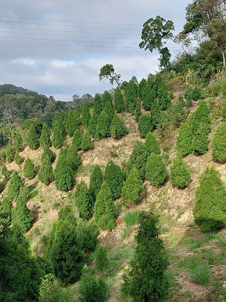 <遊記-苗栗南庄>2022苗栗一日遊 三灣落雨松-南庄老街 <遊記-苗栗南庄>2022苗栗一日遊 三灣落雨松-南庄老街