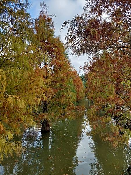 <遊記-苗栗南庄>2022苗栗一日遊 三灣落雨松-南庄老街 <遊記-苗栗南庄>2022苗栗一日遊 三灣落雨松-南庄老街