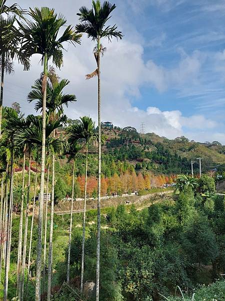 <遊記-苗栗南庄>2022苗栗一日遊 三灣落雨松-南庄老街 <遊記-苗栗南庄>2022苗栗一日遊 三灣落雨松-南庄老街