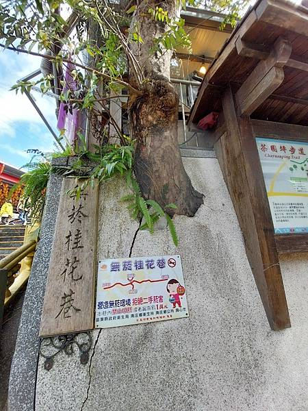 <遊記-苗栗南庄>2022苗栗一日遊 三灣落雨松-南庄老街 <遊記-苗栗南庄>2022苗栗一日遊 三灣落雨松-南庄老街