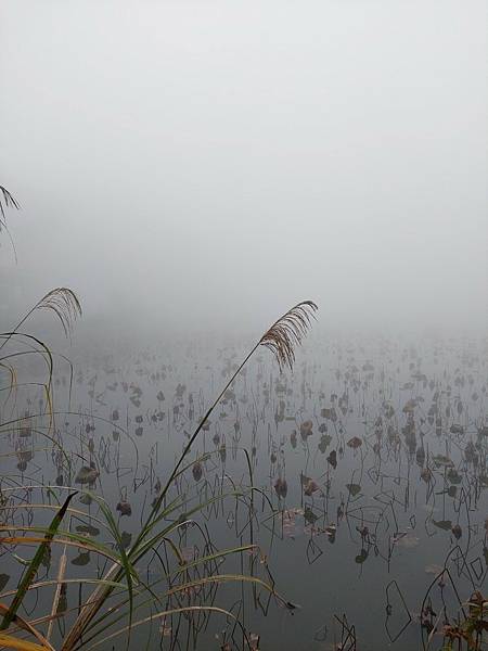 ｛苗栗-遊記｝2022苗栗一日遊 三灣落雨松-南庄老街~桂花