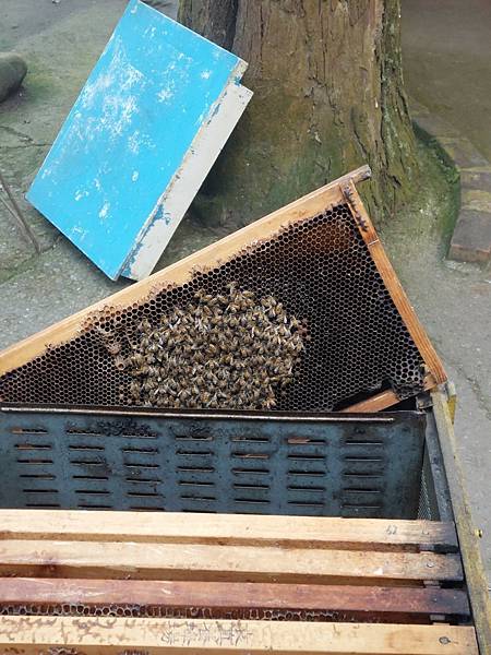 <遊記-苗栗南庄>2022苗栗一日遊 三灣落雨松-南庄老街 <遊記-苗栗南庄>2022苗栗一日遊 三灣落雨松-南庄老街