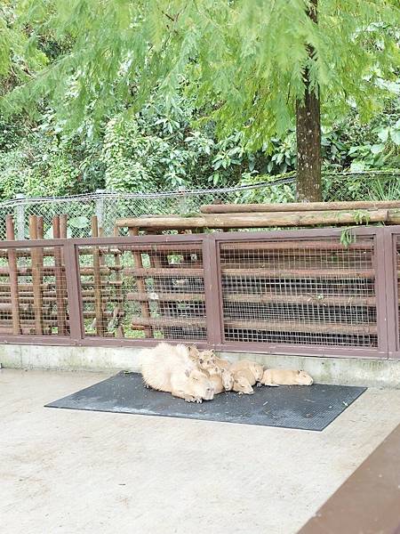 <遊記-宜蘭冬山>2024 斑比山丘零距離的接觸,把你的美 <遊記-宜蘭冬山>2024 斑比山丘零距離的接觸,把你的美