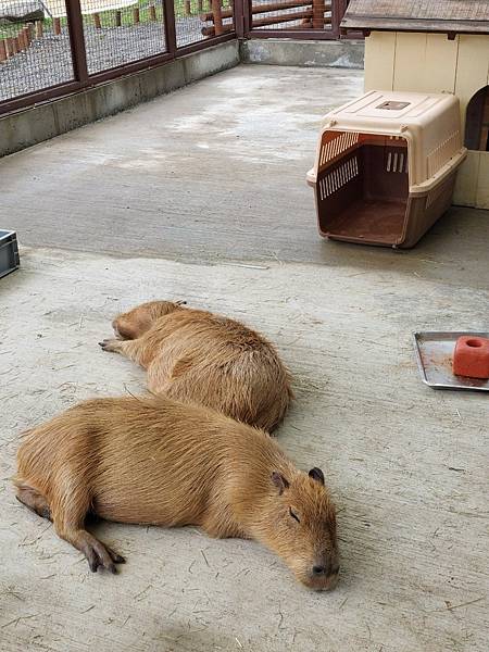 <遊記-宜蘭冬山>2024 斑比山丘零距離的接觸,把你的美 <遊記-宜蘭冬山>2024 斑比山丘零距離的接觸,把你的美