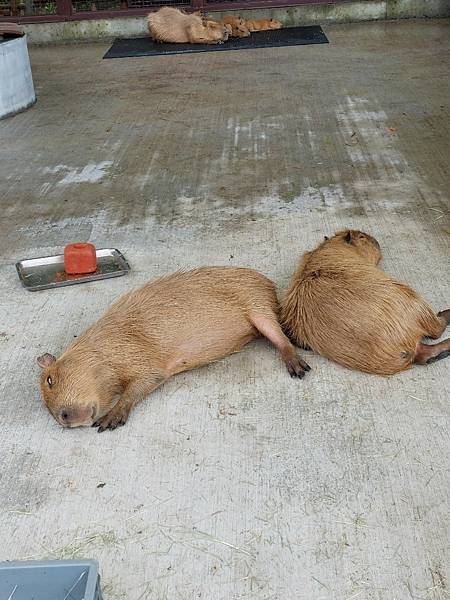 <遊記-宜蘭冬山>2024 斑比山丘零距離的接觸,把你的美 <遊記-宜蘭冬山>2024 斑比山丘零距離的接觸,把你的美