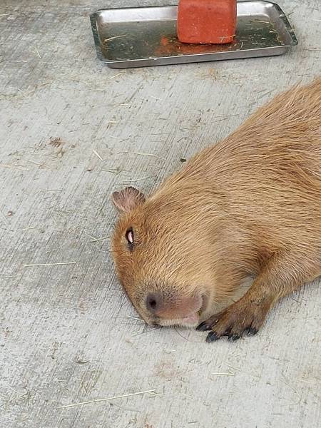 <遊記-宜蘭冬山>2024 斑比山丘零距離的接觸,把你的美 <遊記-宜蘭冬山>2024 斑比山丘零距離的接觸,把你的美